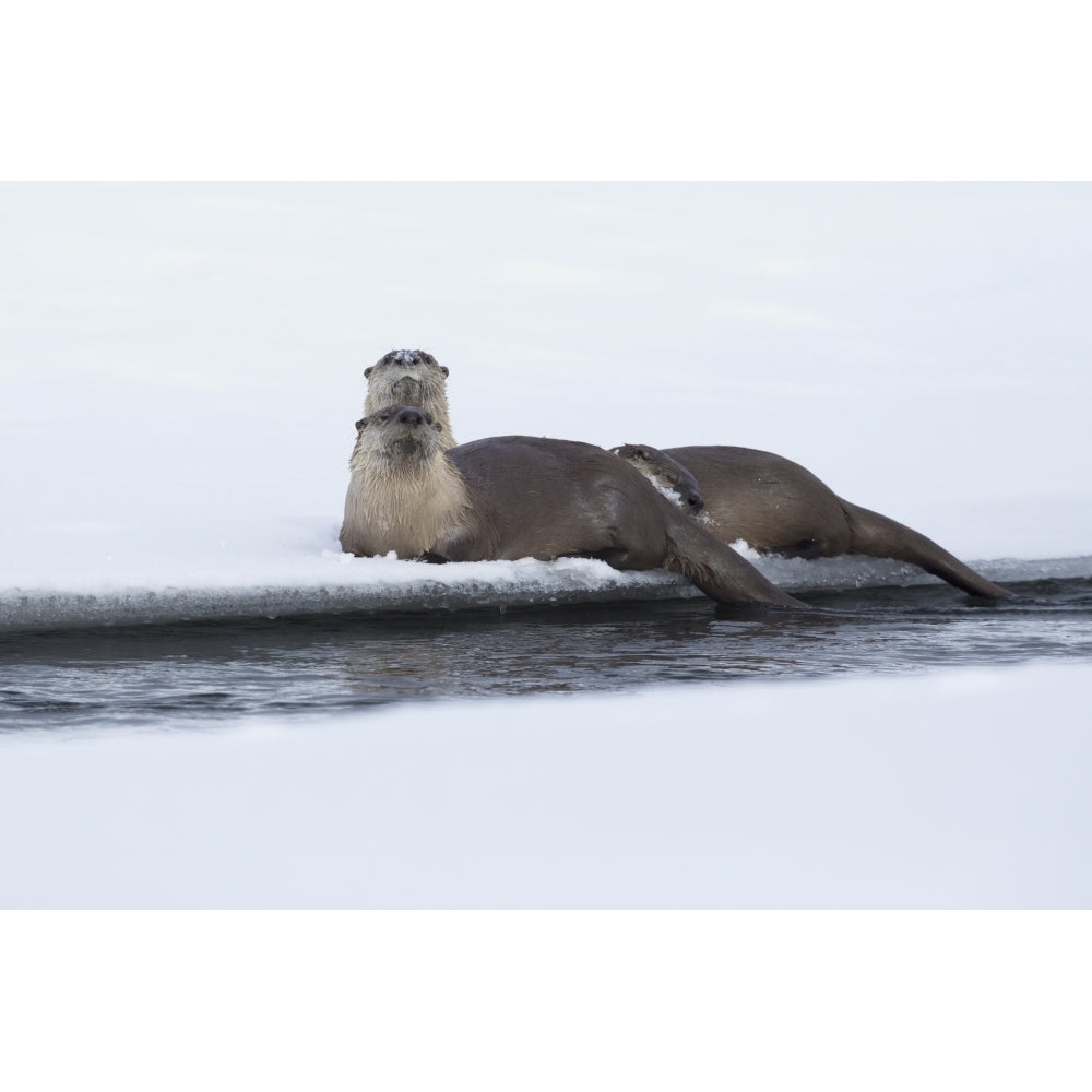 River otters resting Poster Print by Ken Archer Image 1