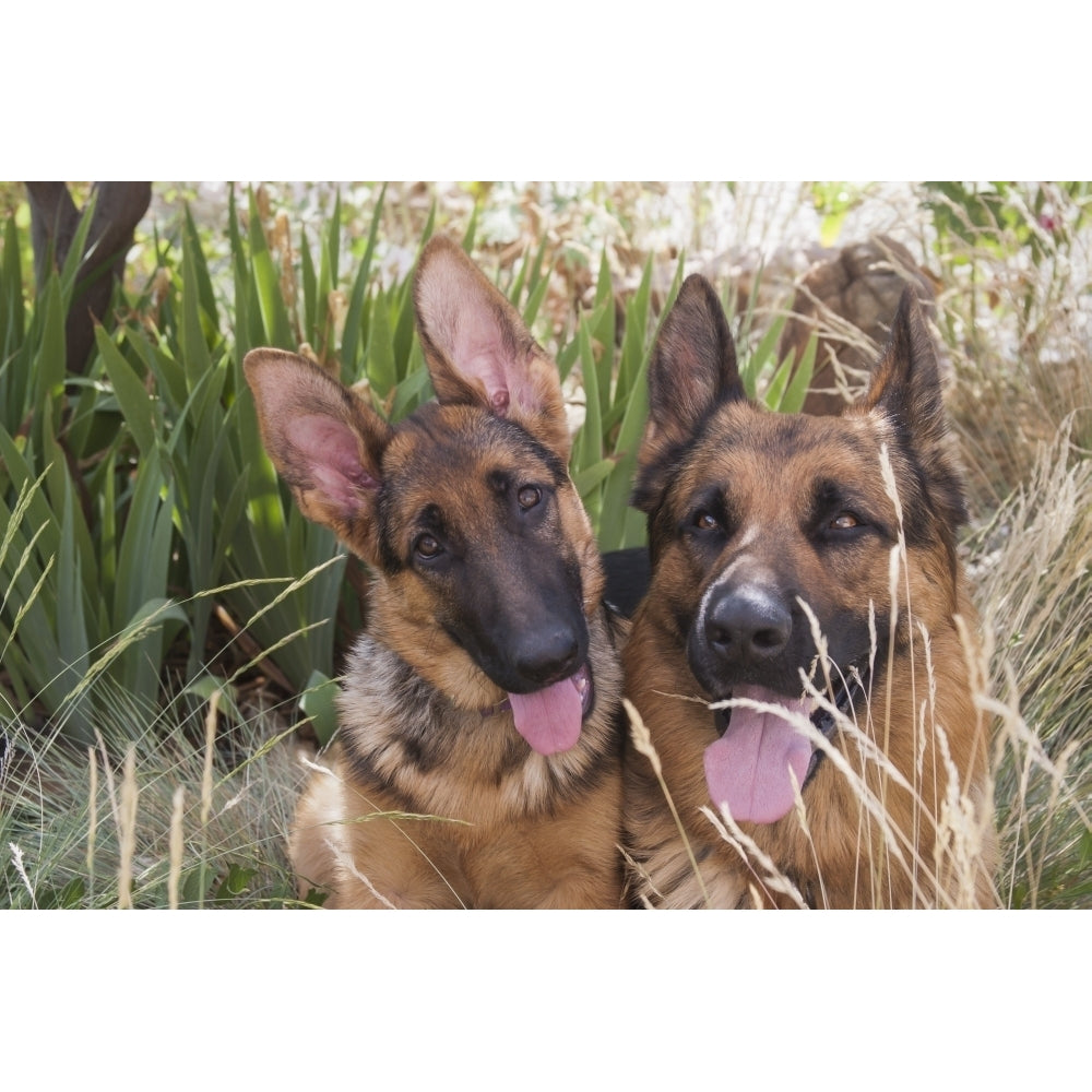 German Shepherd adult and puppy Poster Print by Zandria Muench Beraldo Image 1