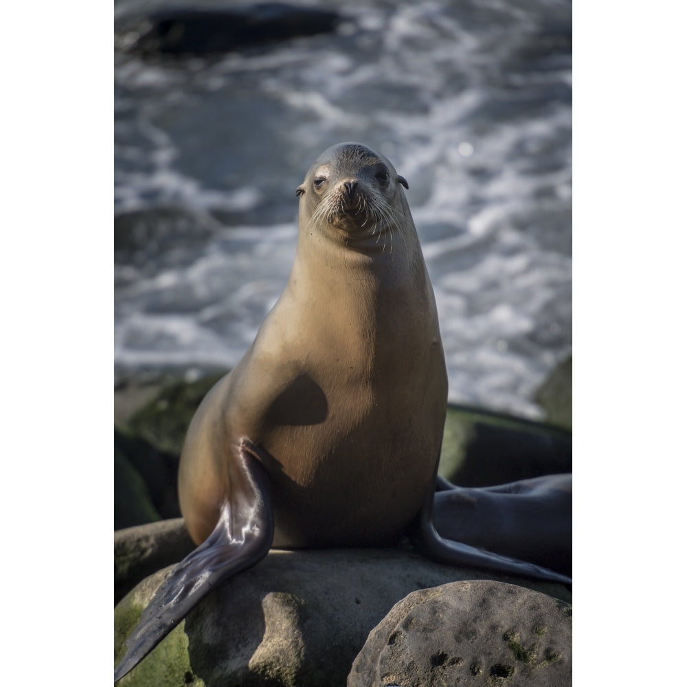 Full view of a sea lion perched on a rock Poster Print by Sheila Haddad Image 1