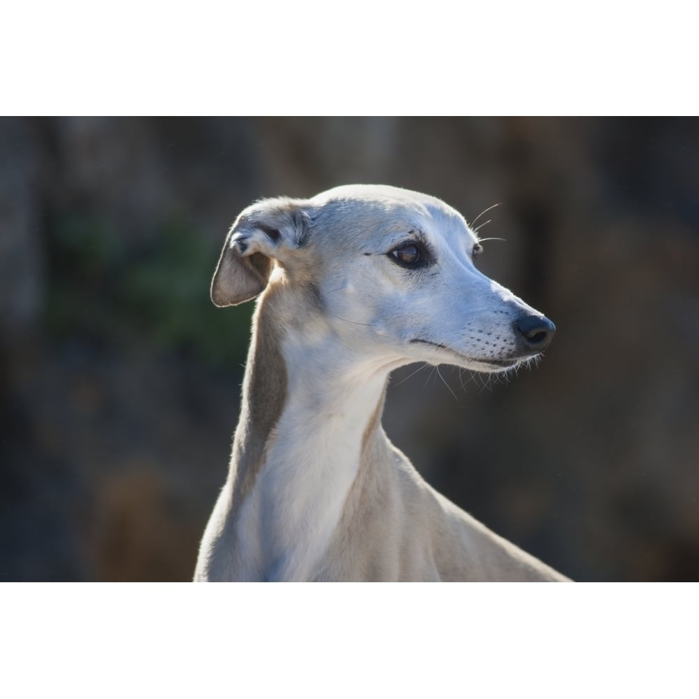 Portrait of a whippet Poster Print by Zandria Muench Beraldo Image 1