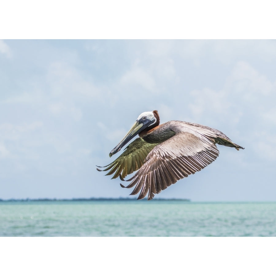 Belize Ambergris Caye. Adult Brown Pelican flies over the Caribbean Sea Poster Print by Elizabeth Boehm Image 1