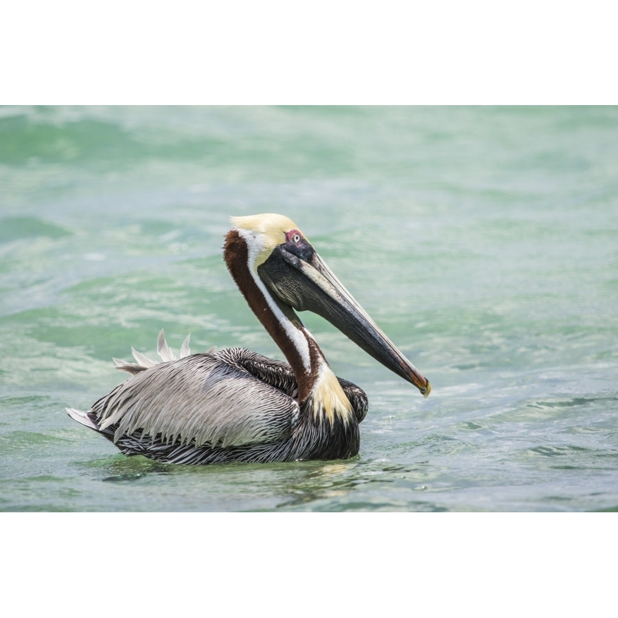 Belize Ambergris Caye. Adult Brown Pelican floats on the Caribbean Sea. Poster Print by Elizabeth Boehm Image 1