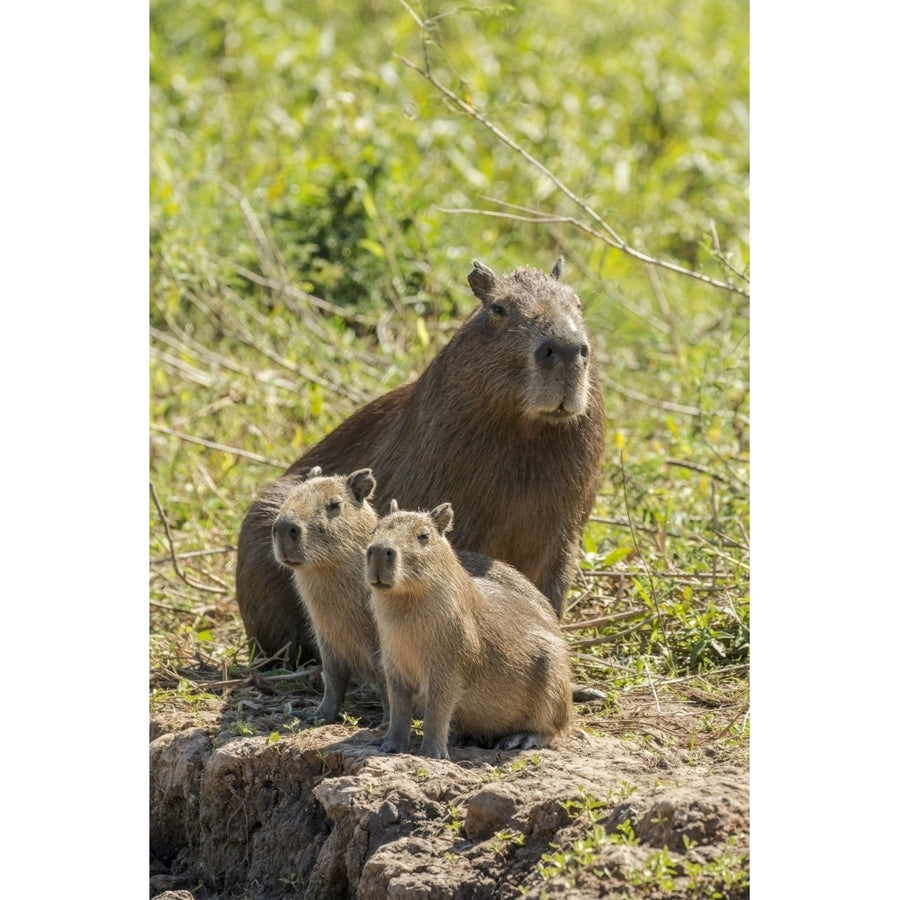 Pantanal Mato Grosso Brazil. Portrait of a mother capybara and her young on the Cuiaba riverbank. Poster Print by Janet Image 1