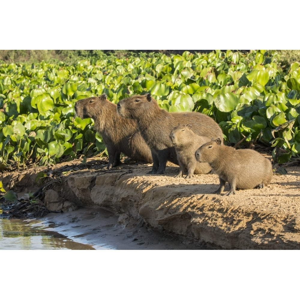 Pantanal Mato Grosso Brazil. Capybara family portrait along the riverbank of the Cuiaba River. Poster Print by Janet Image 1