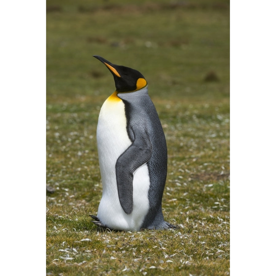 Portrait of a King penguin Aptenodytes patagonica. Poster Print by Sergio Pitamitz Image 1