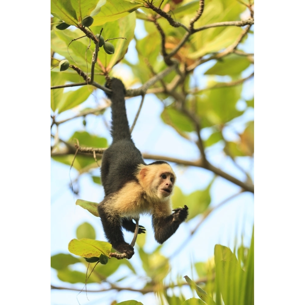 White-faced Capuchin Monkey. Roatan Bay Islands Honduras Poster Print by Stuart Westmorland Image 1