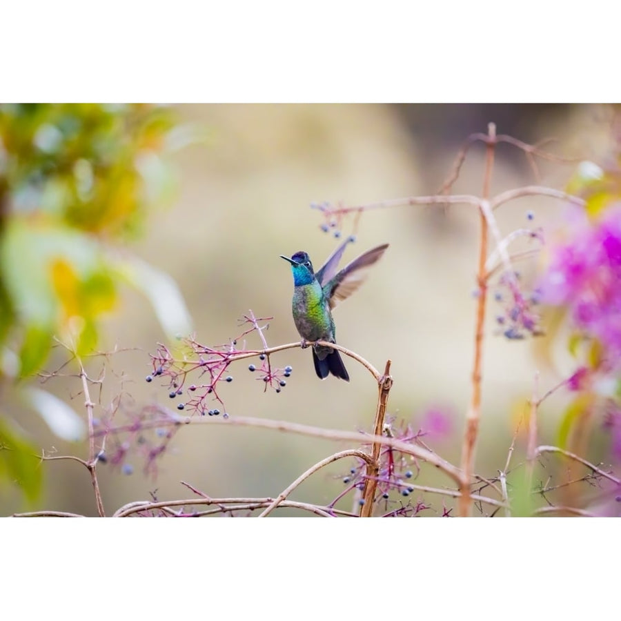 Central America Costa Rica. Male talamanca hummingbird. Poster Print by Jaynes Gallery Image 1