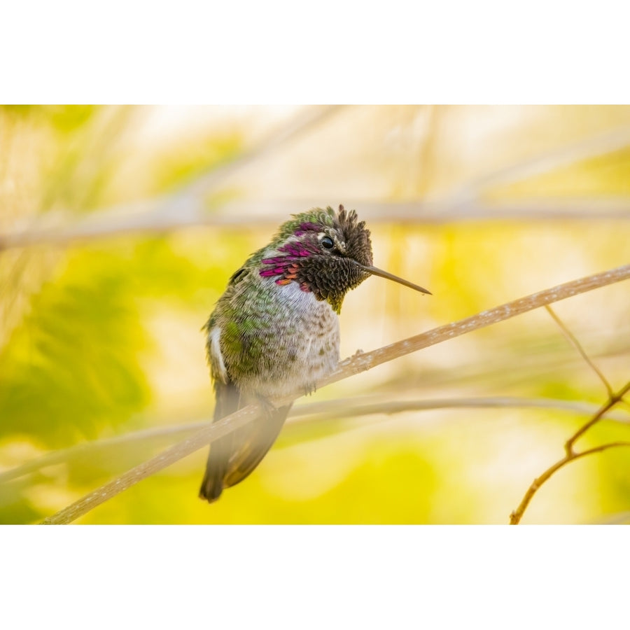 Arizona Lake Havasu City. Close-up of Annas Hummingbird. Poster Print by Jaynes Gallery Image 1