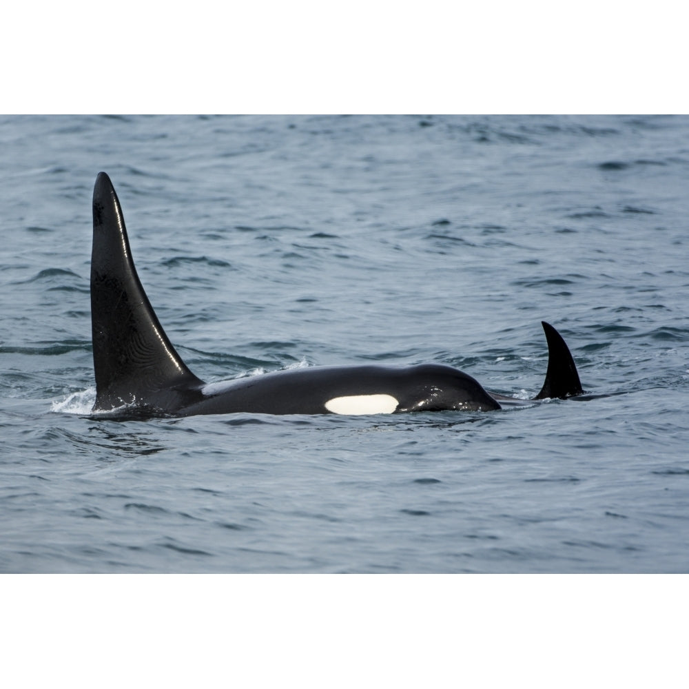 Killer whale or orca pod Resurrection Bay Kenai Fjords National Park Alaska USA. Poster Print by Michael DeFreitas Image 1