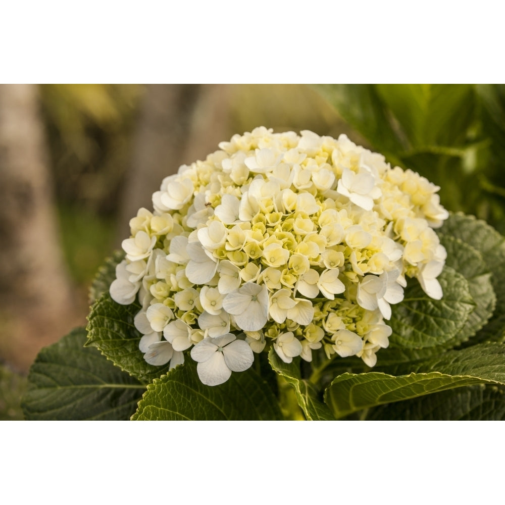 Alajuela Poas Volcano area of Costa Rica. Hydrangea flower close-up. Poster Print by Janet Horton Image 1