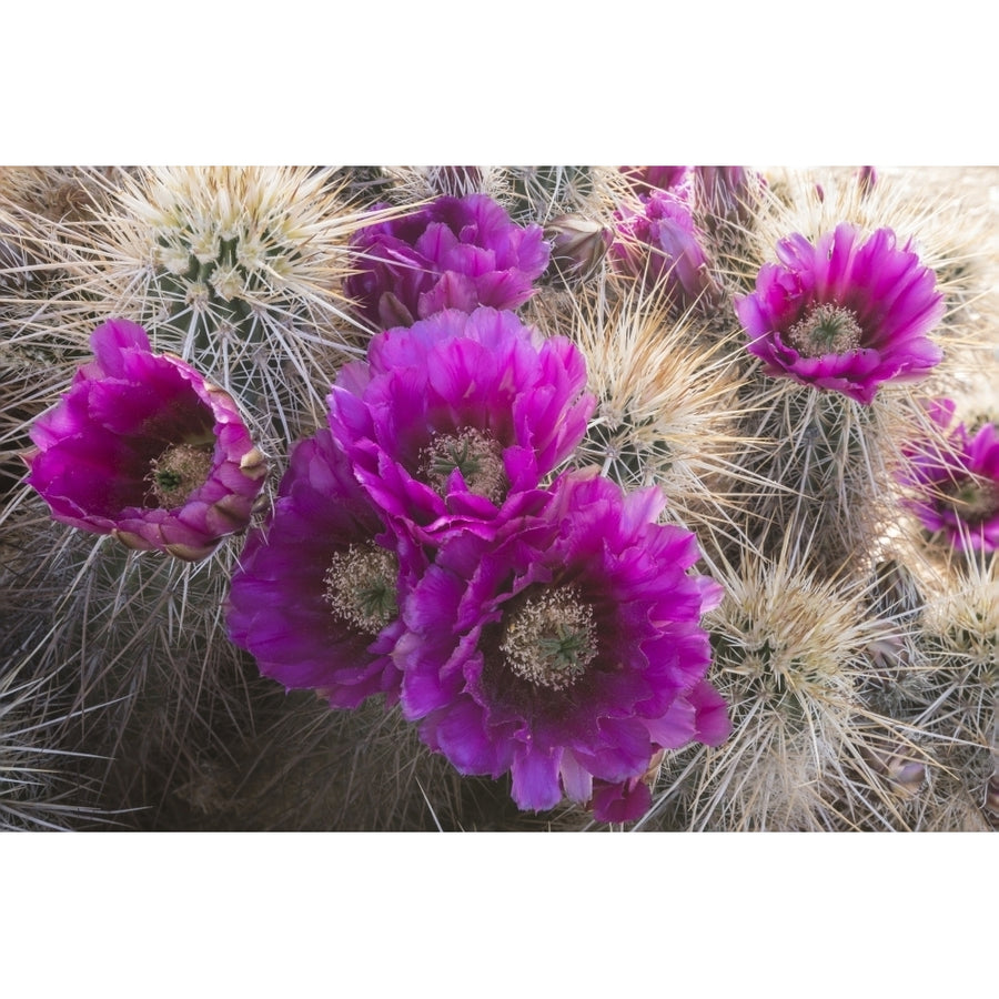 Arizona. Strawberry hedgehog cactus Echinocereus engelmannii blooms vibrantly in Spring. Poster Print by Brenda Tharp Image 1