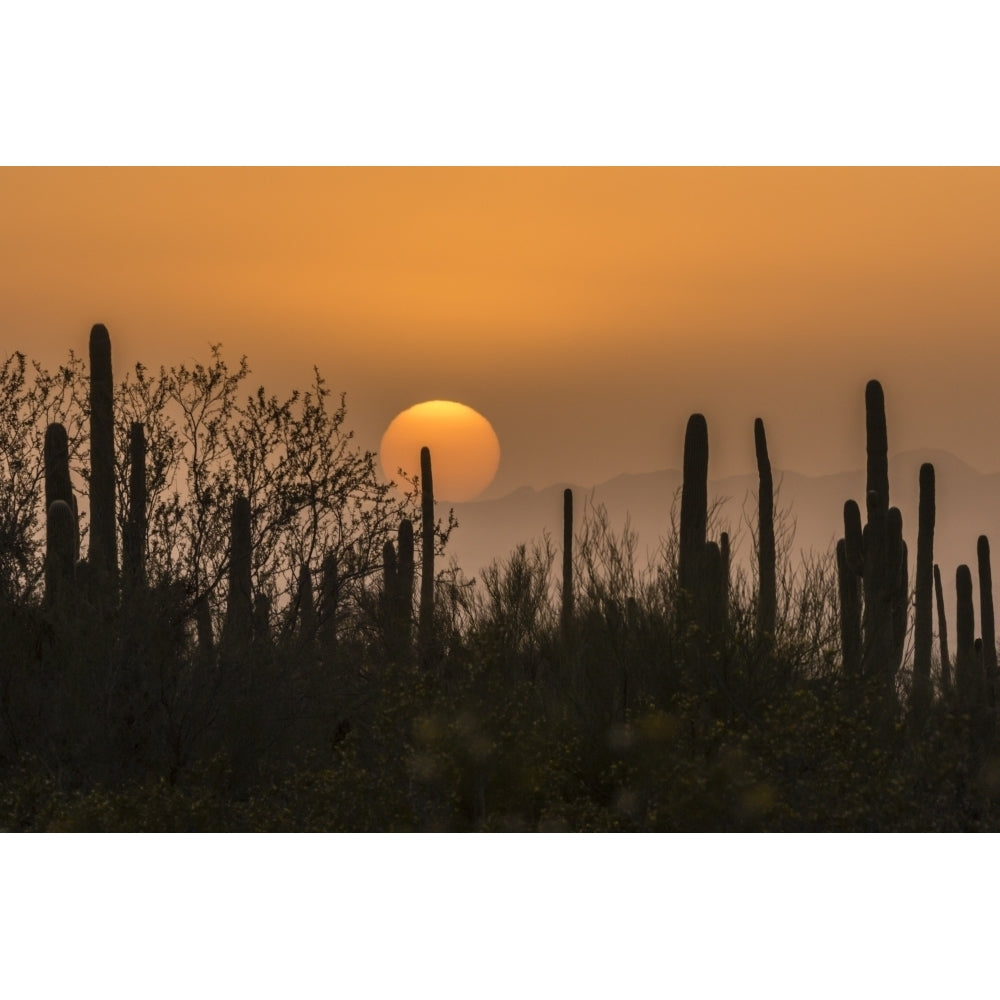 USA Arizona Saguaro National Park. Saguaro cactus at sunset. Poster Print by Jaynes Gallery Image 1