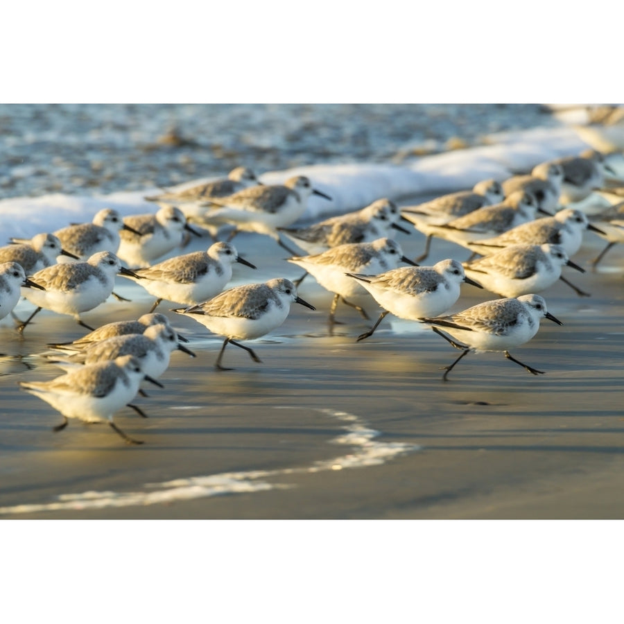 USA California San Luis Obispo. Sanderlings running in the surf. Poster Print by Jaynes Gallery Image 1