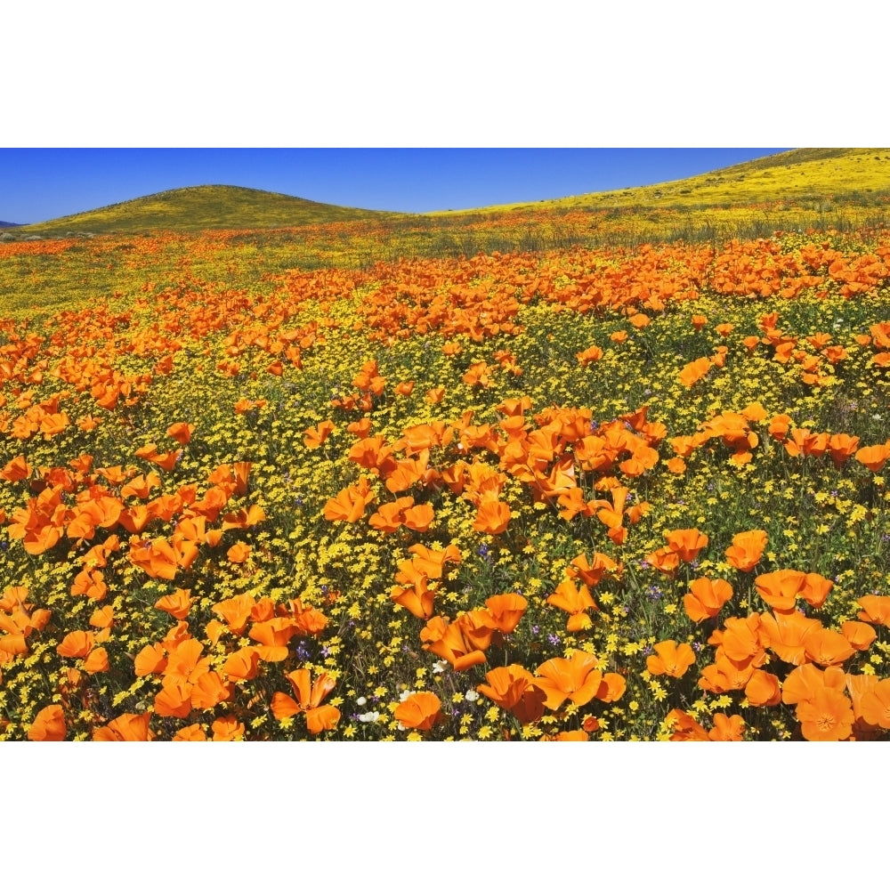 USA California Antelope Valley State Poppy Reserve. Poppies and goldfields cover hillsides. Poster Print by Jaynes Image 1