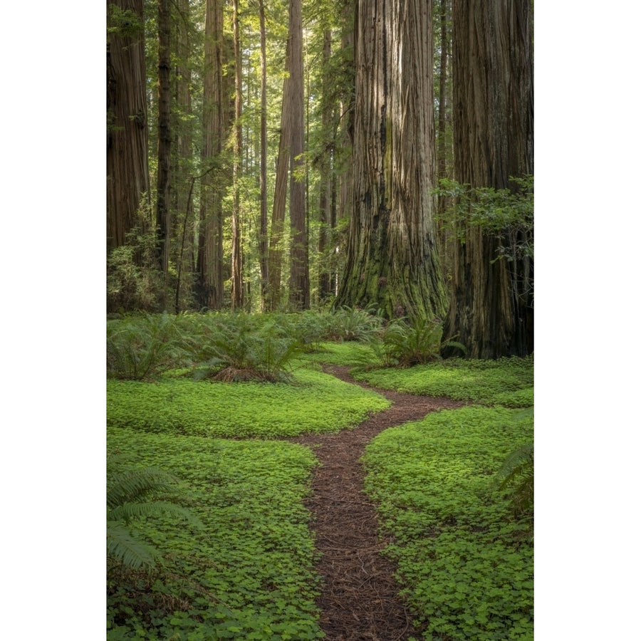 USA California Jedediah Smith Redwoods State Park. Redwood trees. Poster Print by Jaynes Gallery Image 1