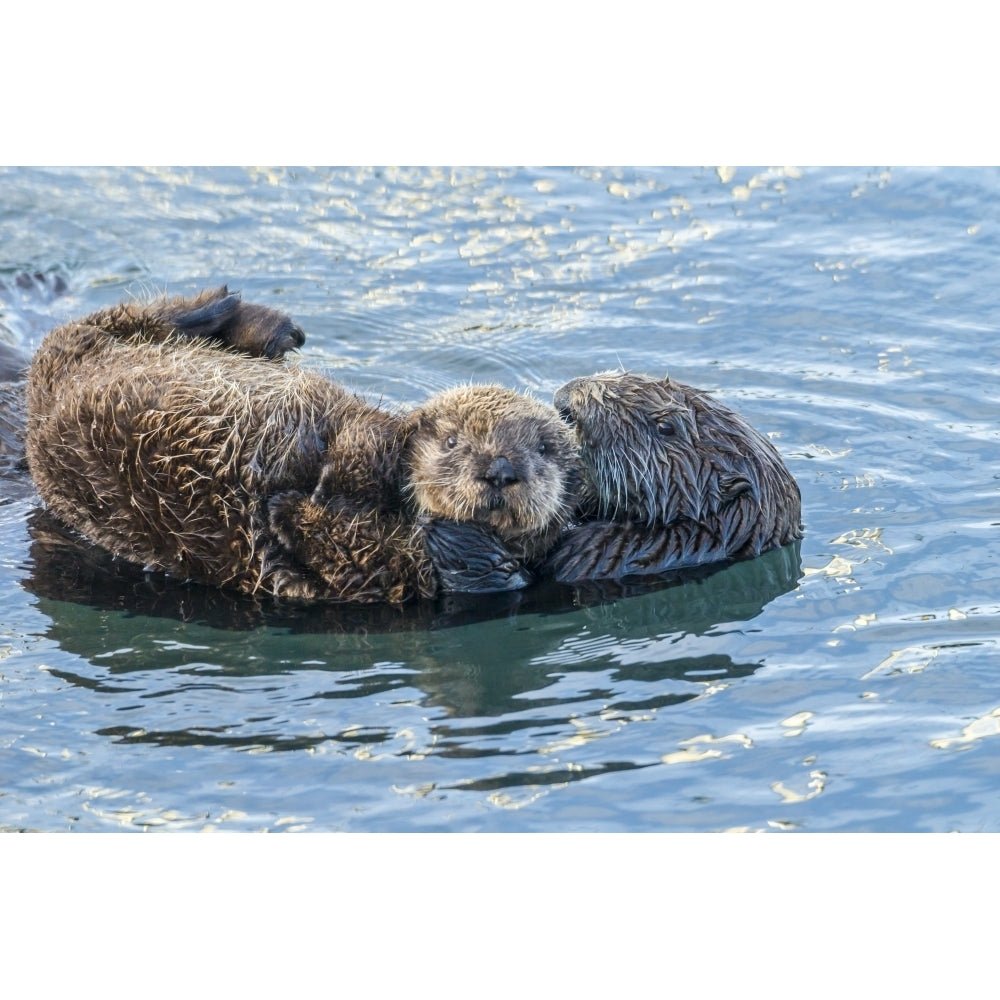 USA California San Luis Obispo. Sea otter waving. Poster Print by Jaynes Gallery Image 1