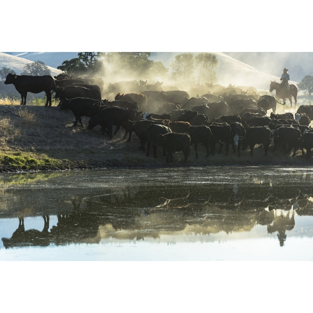 USA California Parkfield V6 Ranch cowgirl with cows reflected in pond Poster Print by Ellen Clark Image 1