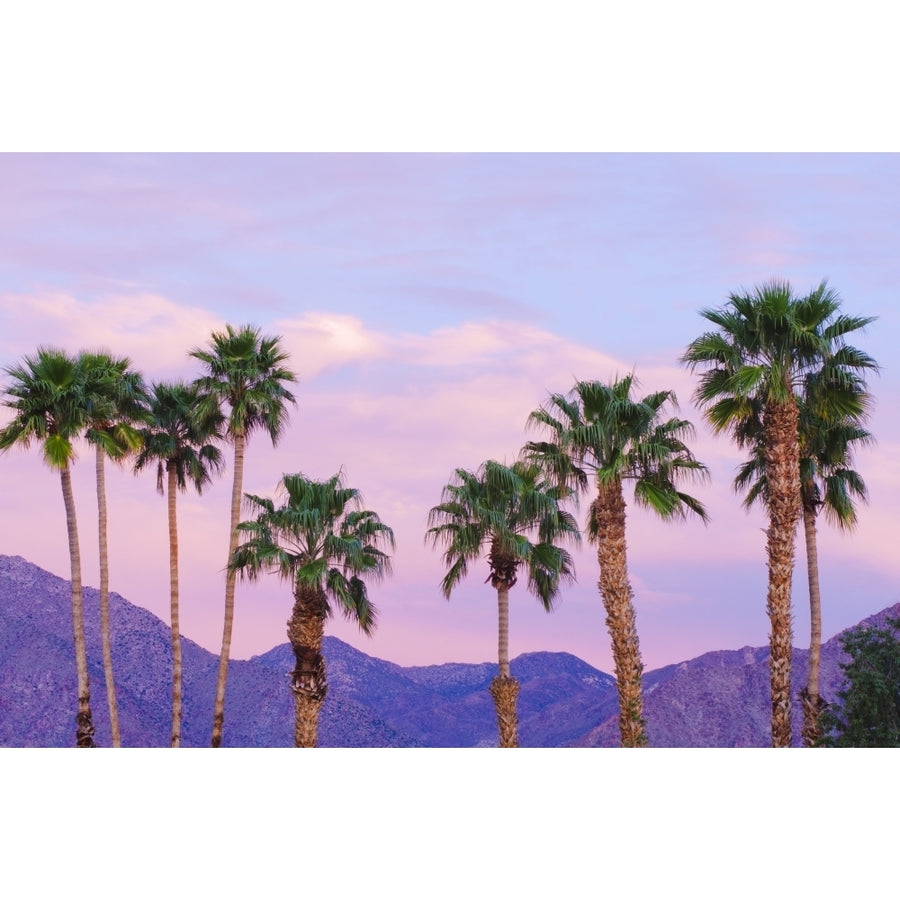 California Fan Palms under San Ysidro Mountain Anza-Borrego Desert State Park California USA Poster Print by Russ Bishop Image 1