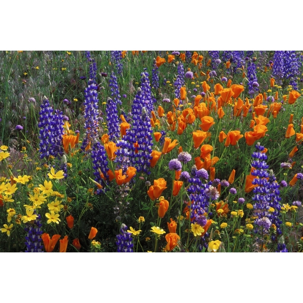 Lupines and California poppies in the Tehachapi Mountains Angeles NF CA Poster Print by Russ Bishop Image 1