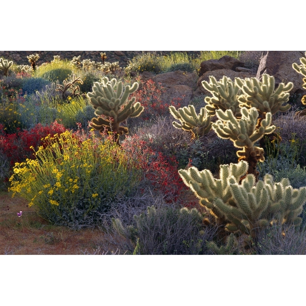 Brittlebush Jumping Cholla and Chuparosa in bloom Anza-Borrego Desert State Park CA Poster Print by Russ Bishop Image 1