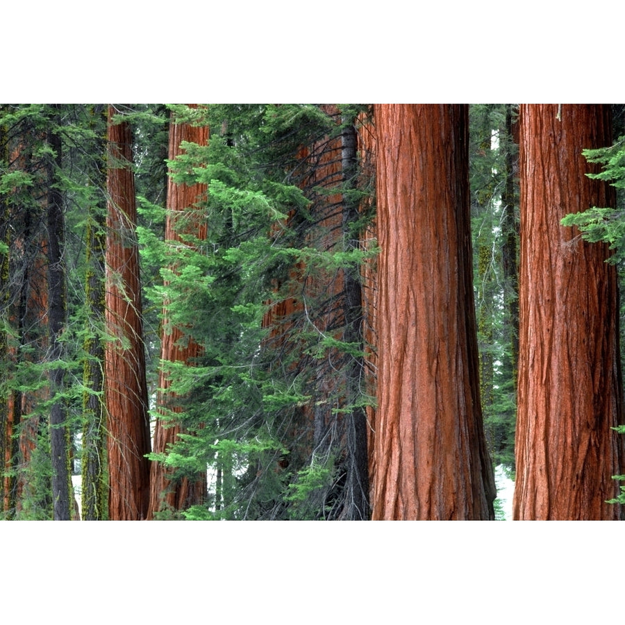 Giant Sequoias amid young pines in the Giant Forest Sequoia National Park California USA. Poster Print by Russ Bishop Image 1