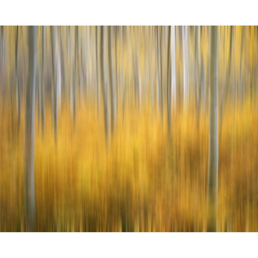 USA Colorado San Juan Mountains. Aspen tree abstract. Poster Print by Jaynes Gallery Image 1