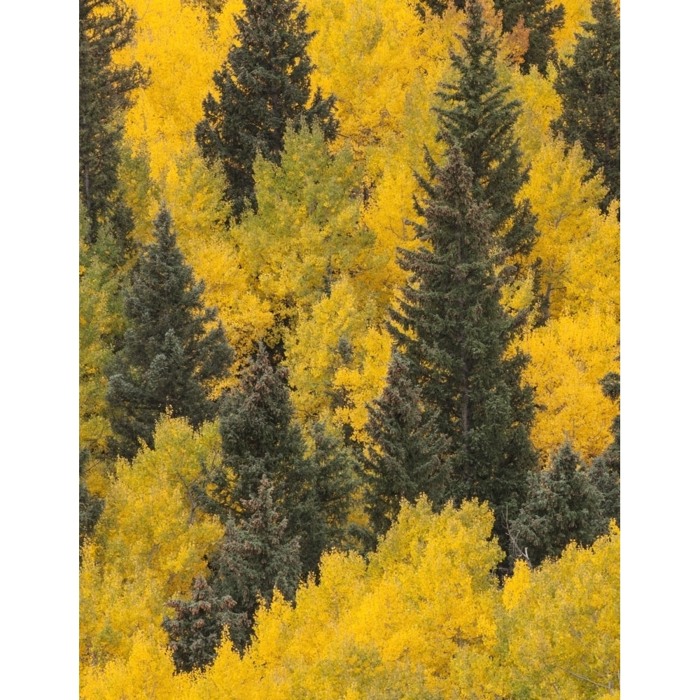 USA Colorado San Juan Mountains. Spruce and aspen trees in autumn. Poster Print by Jaynes Gallery Image 1