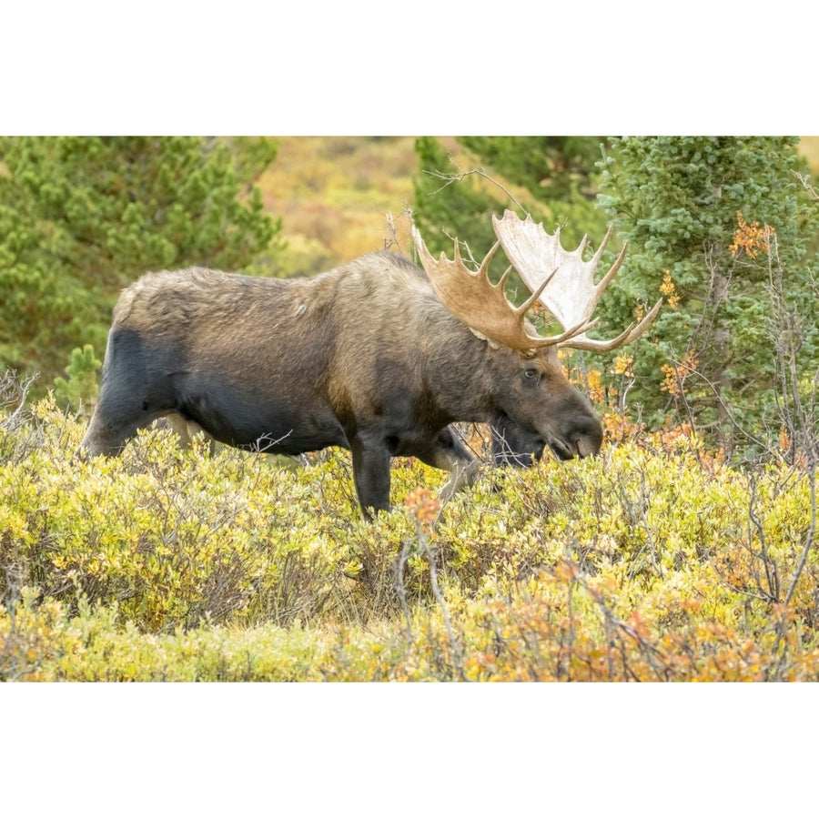 USA Colorado Cameron Pass. Bull moose with antlers. Poster Print by Jaynes Gallery Image 1