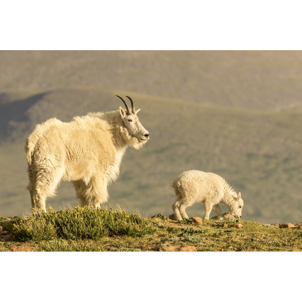 USA Colorado Mt. Evans. Mountain goat nanny and kid. Poster Print by Jaynes Gallery Image 1