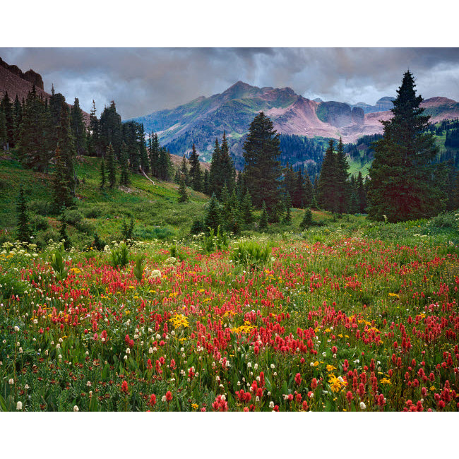 USA Colorado LaPlata Mountains Wildflowers in mountain meadow Credit as: Dennis Flaherty / Jaynes Gallery Poster Print Image 1