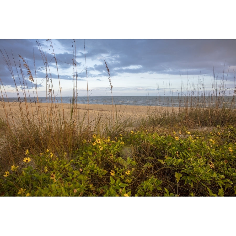 Dune sunflowers and sea oats along Sanibel Island beach in Florida USA Poster Print by Chuck Haney Image 1