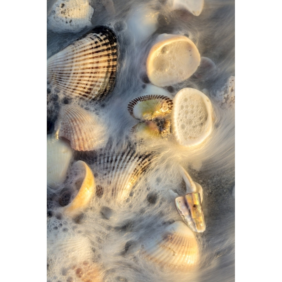 Surf on seashells on Sanibel Island in Florida USA Poster Print by Chuck Haney Image 1