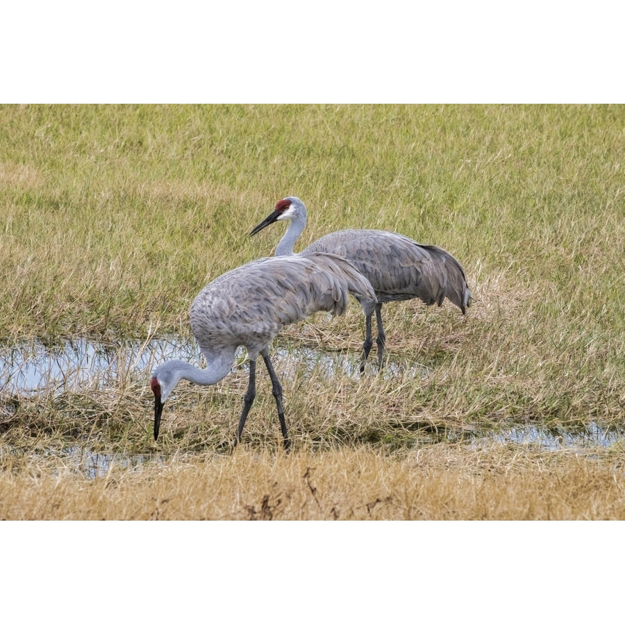 Sandhill Cranes feeding in the marsh Deland Florida USA Poster Print by Jim Engelbrecht Image 1