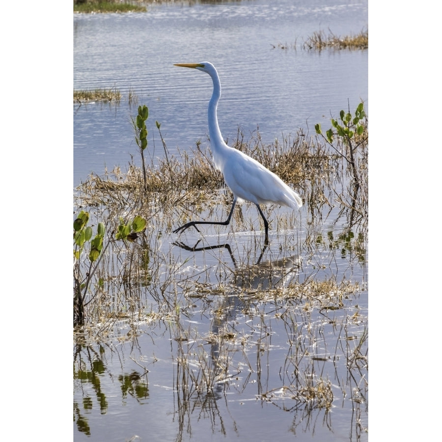 Great white egret wading Merritt Island nature preserve Florida USA Poster Print by Lisa Engelbrecht Image 1