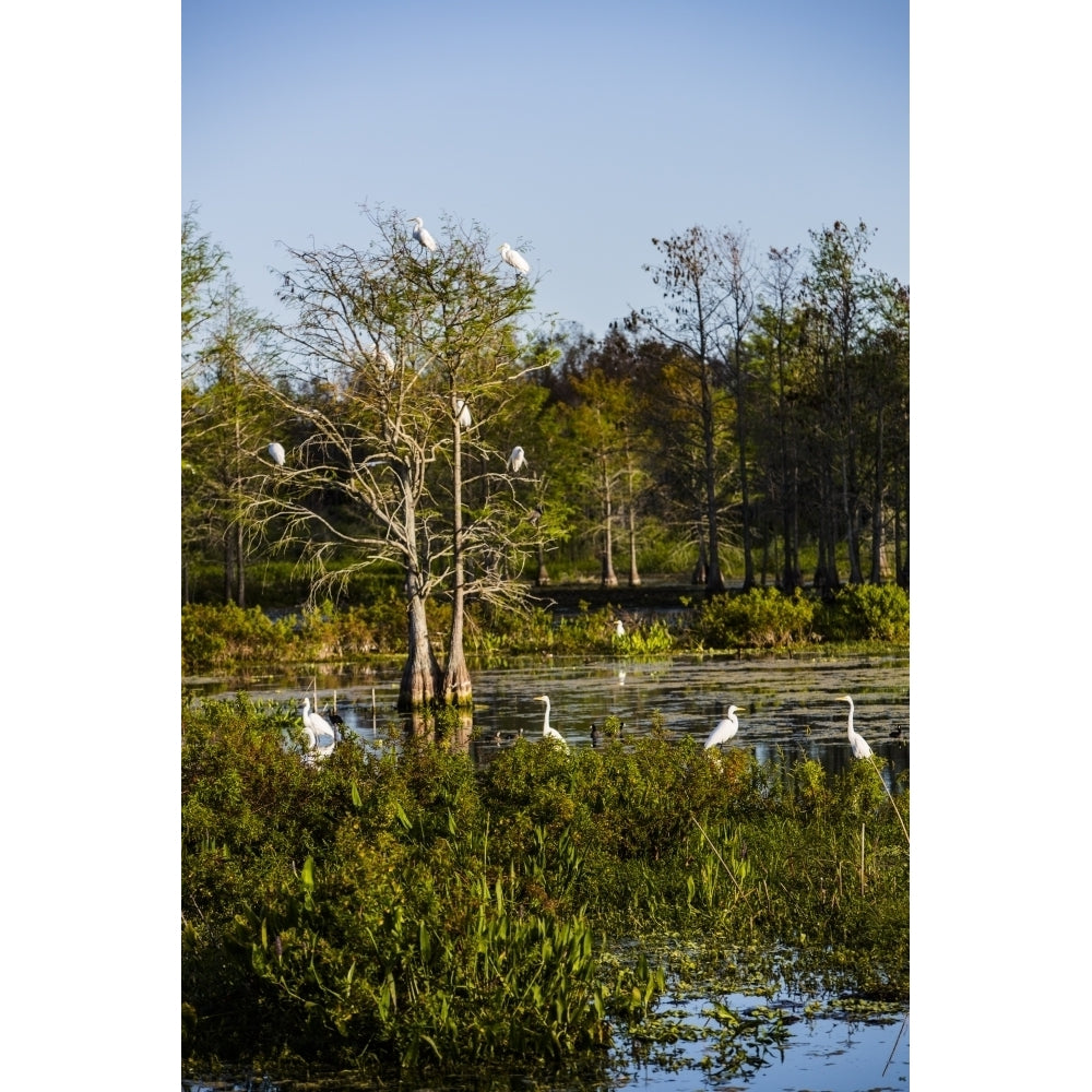 Palm Beach Florida. Dozen of Egrets in a tree and wetlands Poster Print by Jolly Sienda Image 1