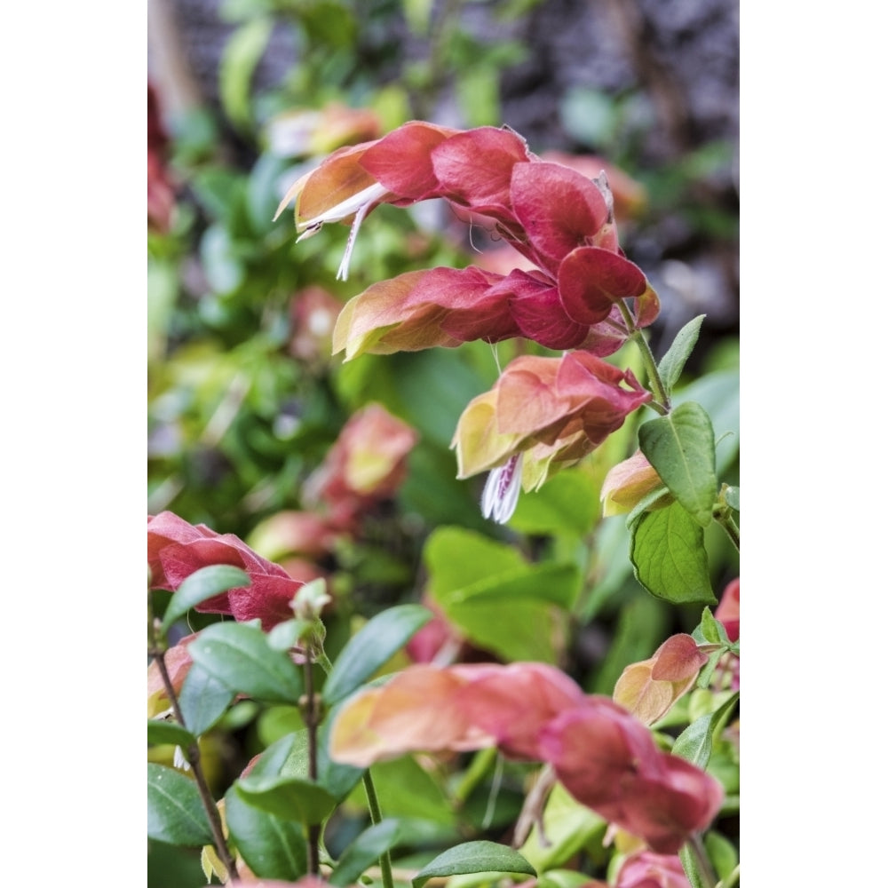 Shrimp plant Florida USA Poster Print by Lisa Engelbrecht Image 1