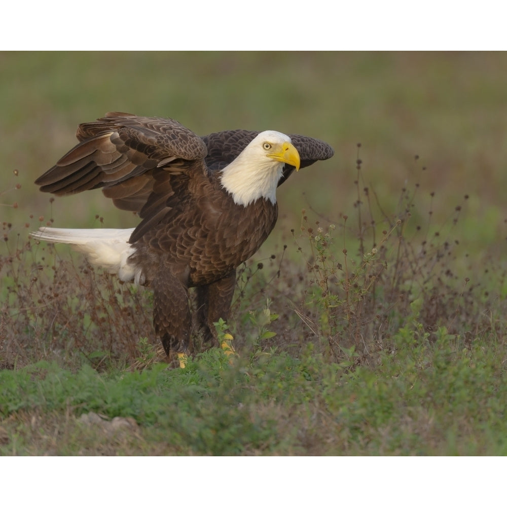 Bald eagle landing on ground to look for materials for his nest Ft. Myers Florida Poster Print by Maresa Pryor Image 1