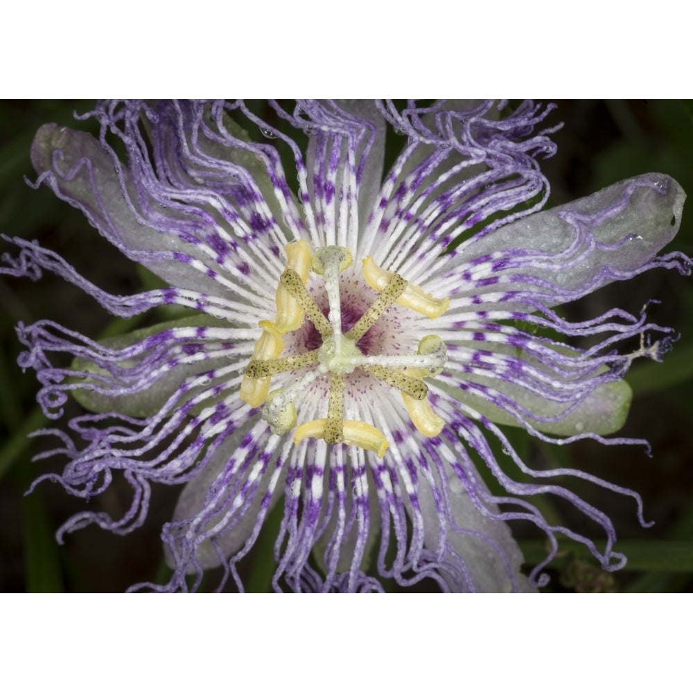 Passionflower the larval plant for the Gulf Fritillary and the Zebra longwing Florida Poster Print by Maresa Pryor Image 1