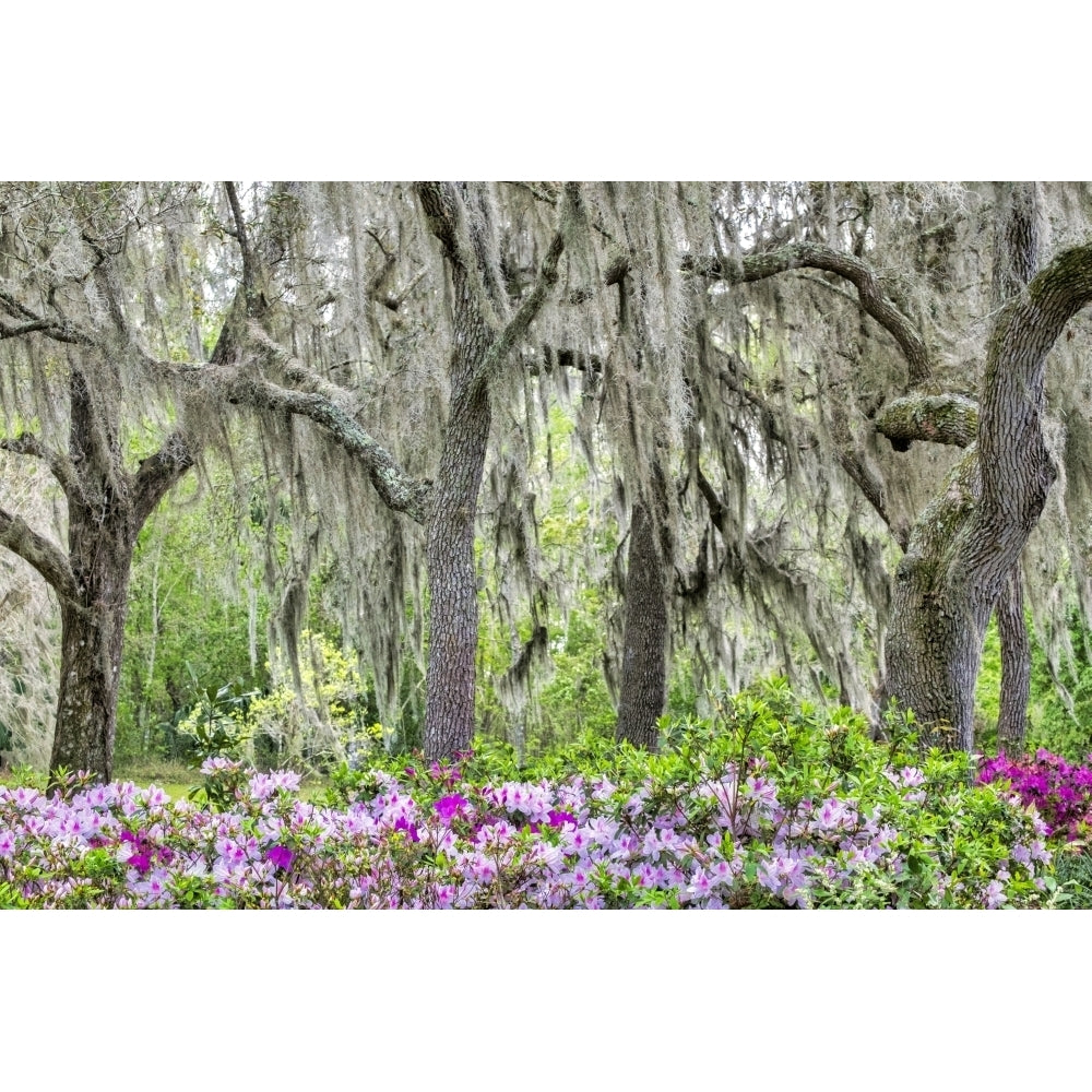 Pink azalea bush and live oak trees with Spanish Moss Florida USA Poster Print by Lisa Engelbrecht Image 1