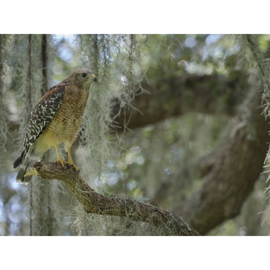 Red-shouldered hawk Buteo lineatus perched in Live Oak Tree Florida Poster Print by Maresa Pryor Image 1