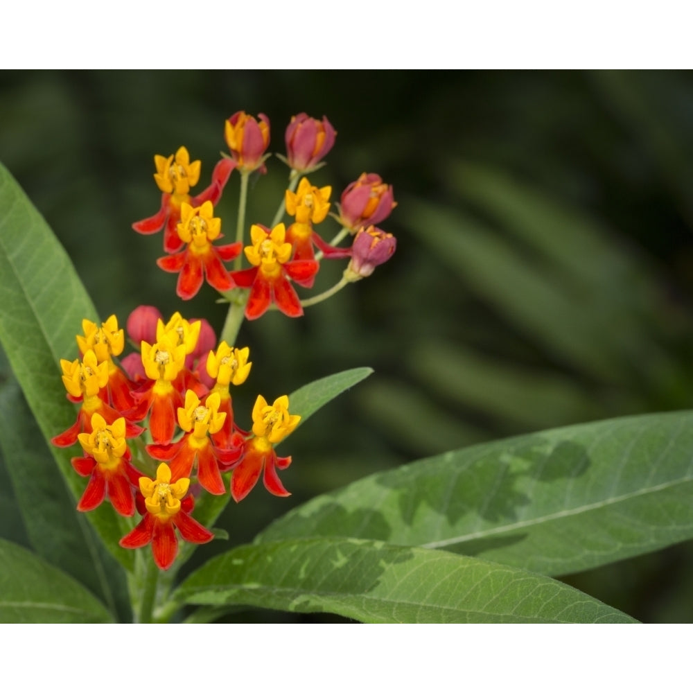 Scarlet milkweed Asclepias curassavica butterfly larvae plant Florida Poster Print by Maresa Pryor Image 1