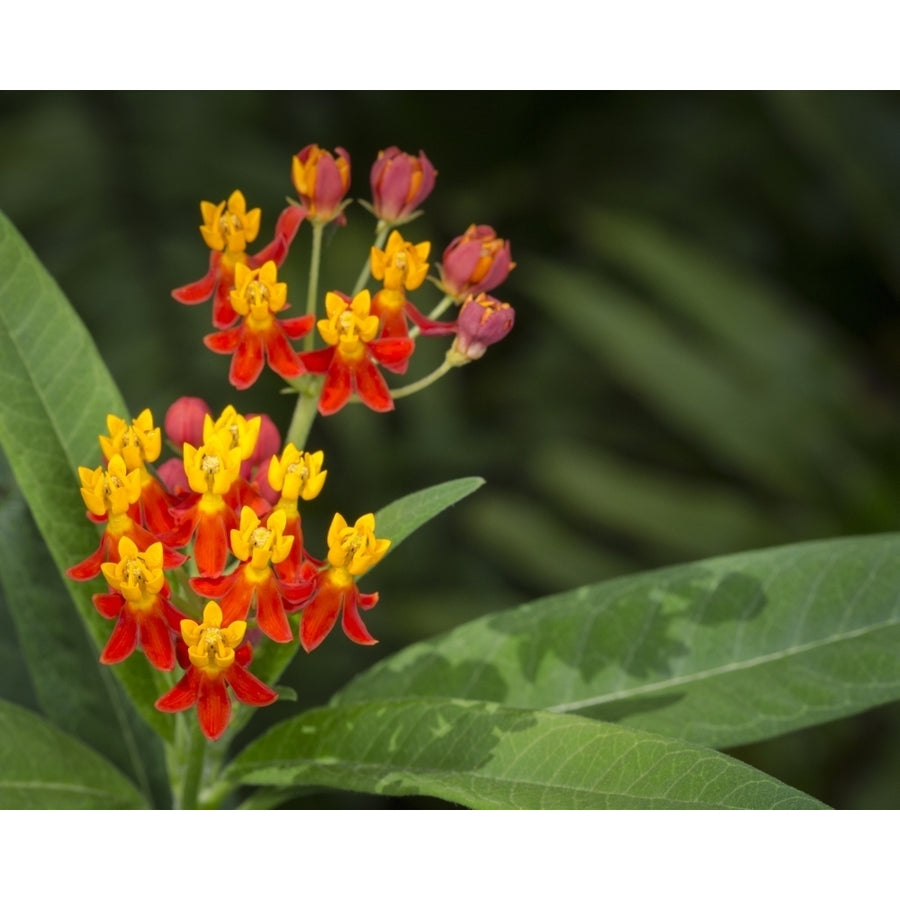 Scarlet milkweed Asclepias curassavica butterfly larvae plant Florida Poster Print by Maresa Pryor Image 1