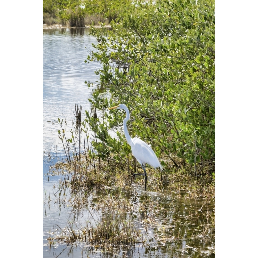 Great White Egret wading Merritt Island nature preserve Florida USA Poster Print by Lisa Engelbrecht Image 1