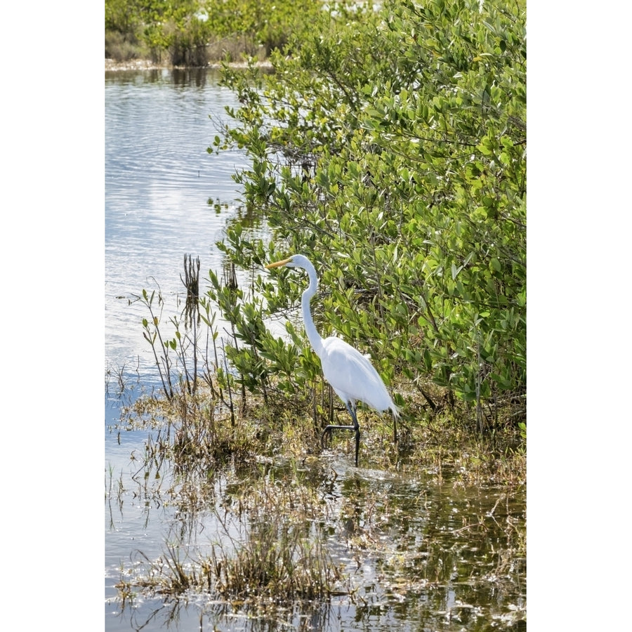 Great White Egret wading Merritt Island nature preserve Florida USA Poster Print by Lisa Engelbrecht Image 1