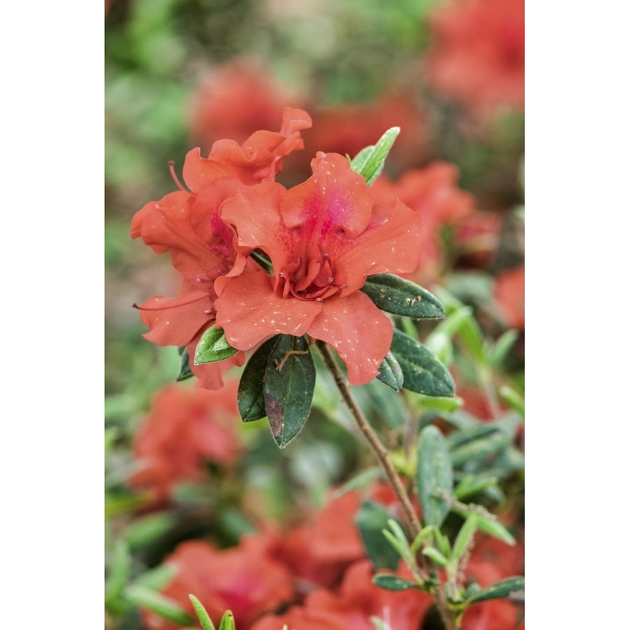 Close-up of orange azalea bush Poster Print by Lisa Engelbrecht Image 1