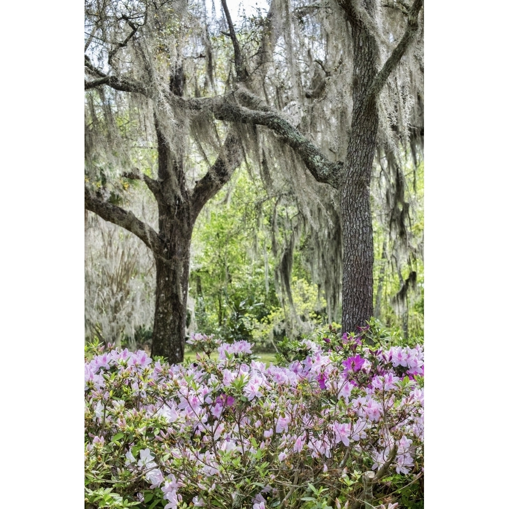 Pink azalea bush and Live Oak trees with Spanish Moss Florida USA Poster Print by Lisa Engelbrecht Image 1