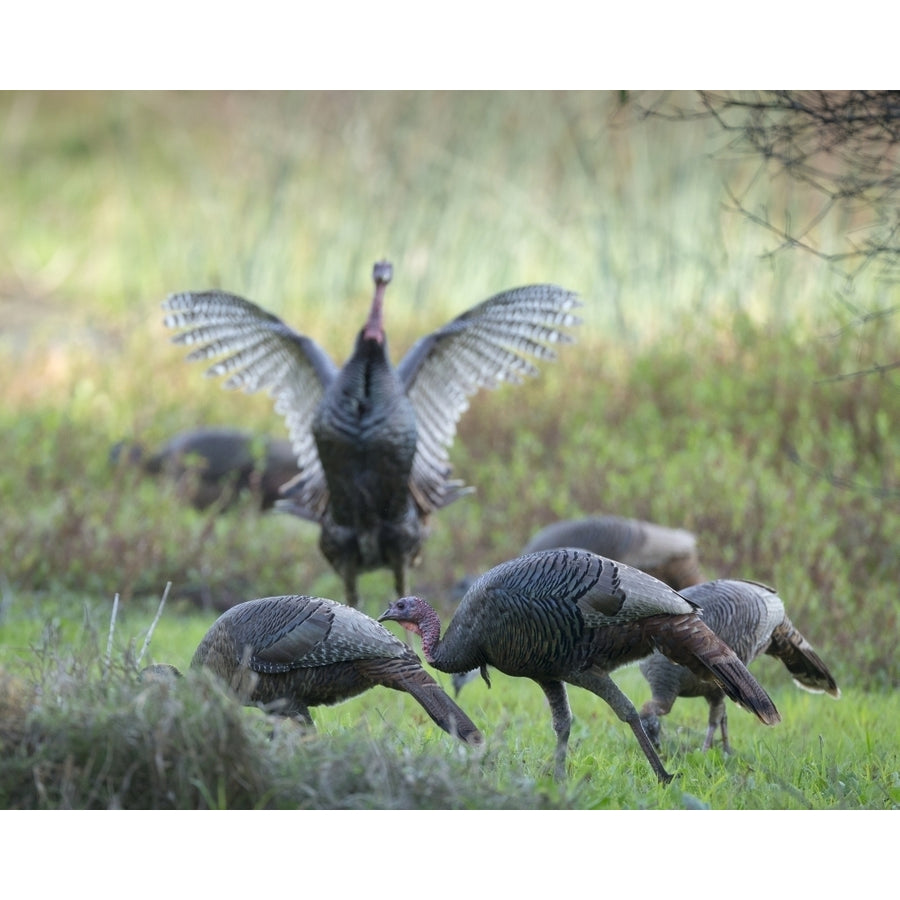 Hens and gobblers Osceola wild turkey Myakka River State Park Florida Poster Print by Maresa Pryor Image 1