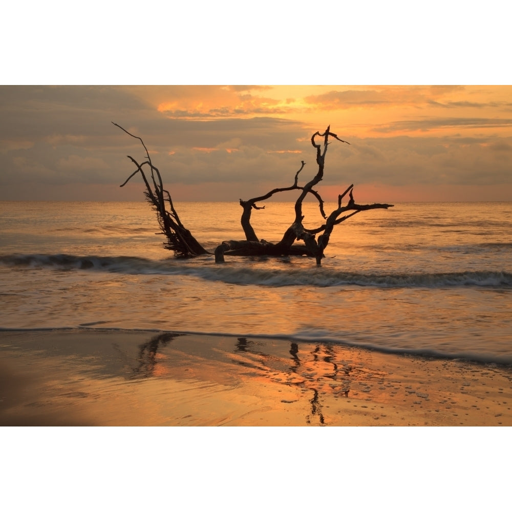 USA Jekyll Island Georgia. Driftwood Beach at sunrise. Poster Print by Joanne Wells Image 1