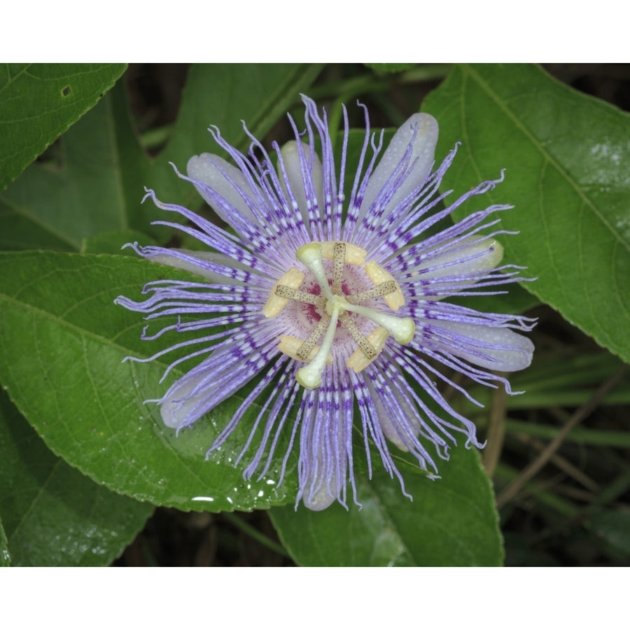 Passionflower passiflora incarnata Florida Poster Print by Maresa Pryor Image 1