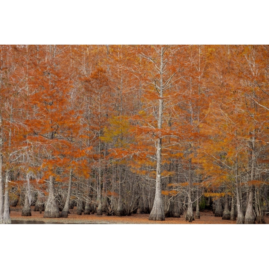 USA George Smith State Park Georgia. Fall cypress trees. Poster Print by Joanne Wells Image 1